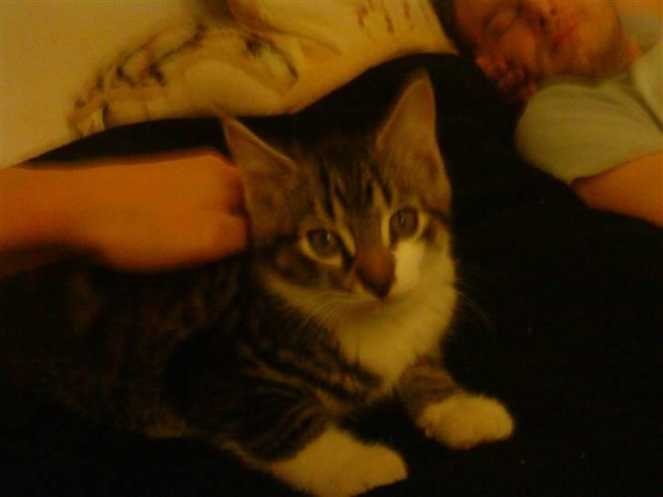 Blanding af racer Oliver Twist billede 2