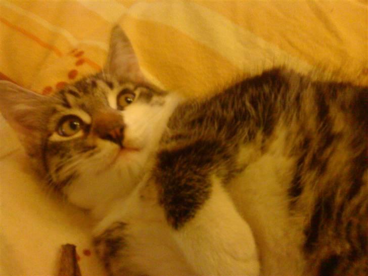 Blanding af racer Oliver Twist billede 3