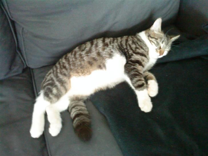 Blanding af racer Oliver Twist billede 4