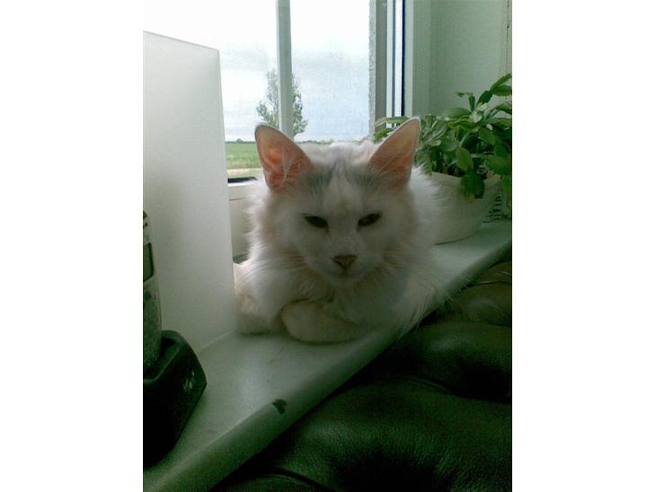 {{currentPhoto.altText}} billede {{currentPhoto.number}}