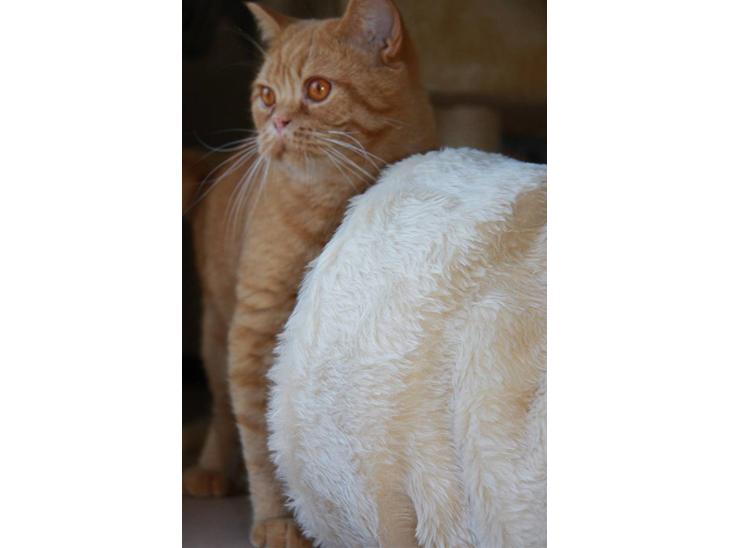 British Shorthair Wiki's Odin (Eddie) billede 1