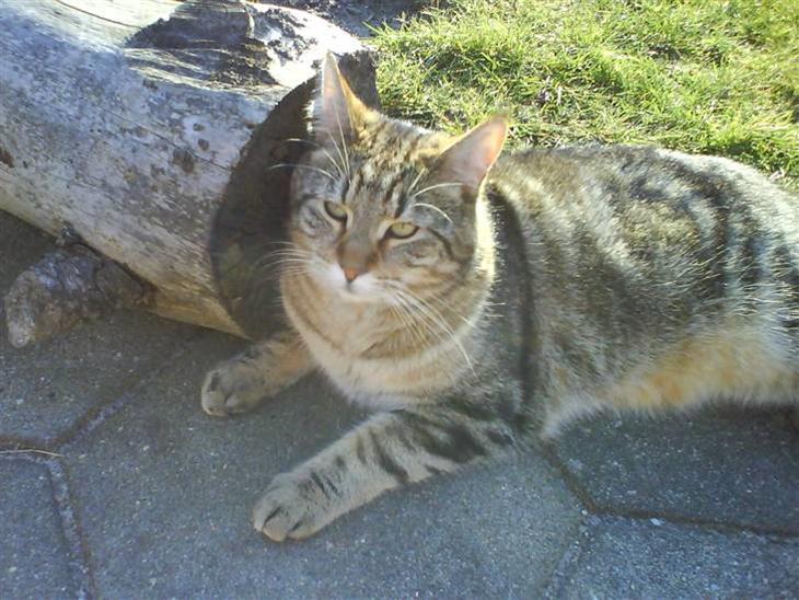 {{currentPhoto.altText}} billede {{currentPhoto.number}}