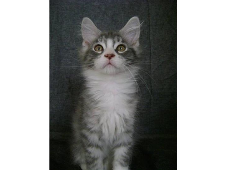 Maine Coon Misty billede 1