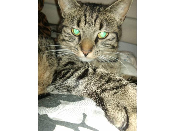 {{currentPhoto.altText}} billede {{currentPhoto.number}}