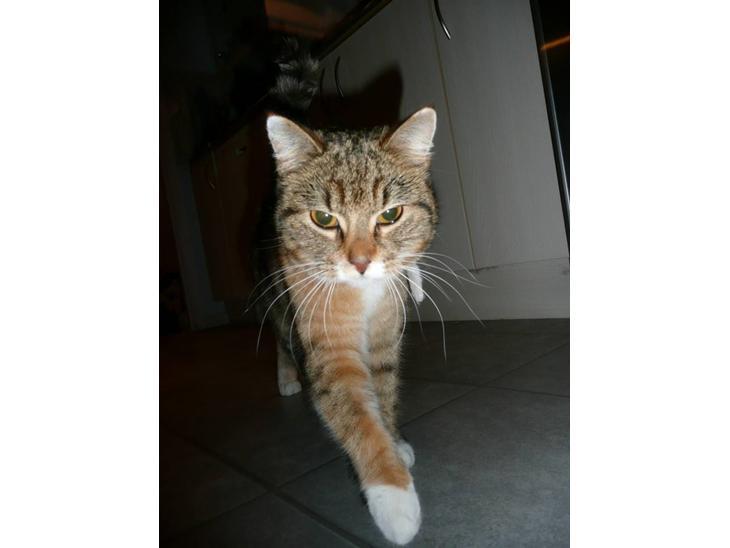 Huskat Feline billede 1