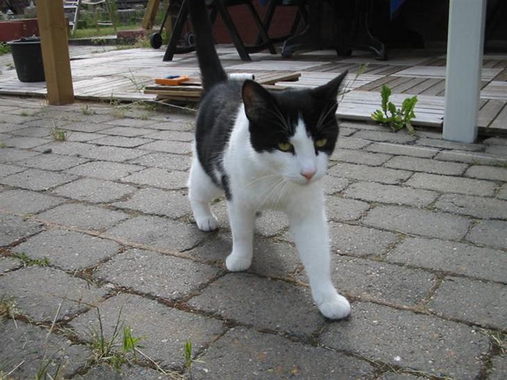 {{currentPhoto.altText}} billede {{currentPhoto.number}}