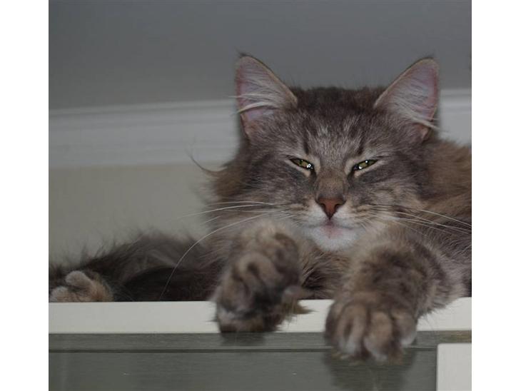 {{currentPhoto.altText}} billede {{currentPhoto.number}}