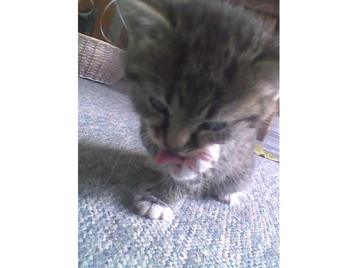 {{currentPhoto.altText}} billede {{currentPhoto.number}}