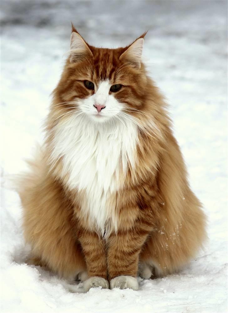 Norsk Skovkat Guldkaramel (KATO) R.I.P - Billeder af katte - Uploaded af * KATO *