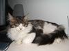 Maine Coon Tjalfe
