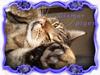 Blanding af racer Gismo /"gismor"