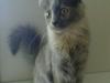 Blanding af racer Tessa *R.I.P*