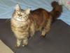 Maine Coon Monroe