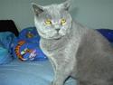 British Shorthair Laban  R.I.P. 26/7-2006