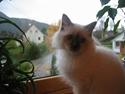 Hellig Birma Fabulous Lizzy