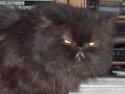 Perser Dark Angel