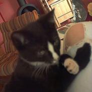 Blanding af racer Mille