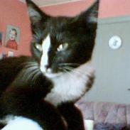 Blanding af racer Mille