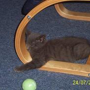 Blanding af racer Pelle