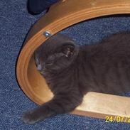 Blanding af racer Pelle