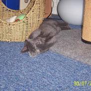 Blanding af racer Pelle