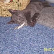 Blanding af racer Pelle