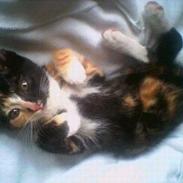 Blanding af racer Monty