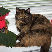 Blanding af racer Whisky