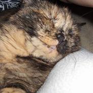 Blanding af racer Whisky