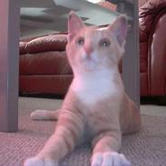 Blanding af racer F***fjæs 