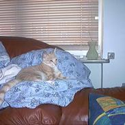 Blanding af racer F***fjæs 