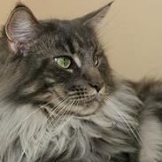 Maine Coon Samson