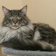 Maine Coon Samson