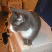 Blanding af racer katelysater