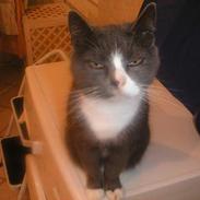 Blanding af racer katelysater