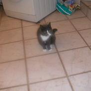 Blanding af racer katelysater