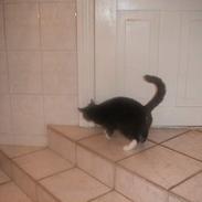 Blanding af racer katelysater