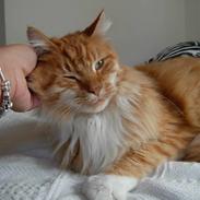 Maine Coon Garfield