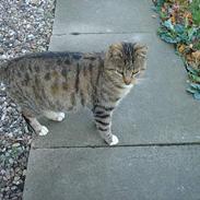 Huskat Buller ** R.I.P.**