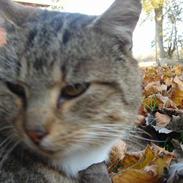 Huskat Buller ** R.I.P.**