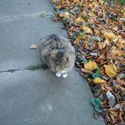 Huskat Buller ** R.I.P.**