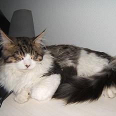 Maine Coon Tjalfe