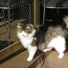 Maine Coon Tjalfe