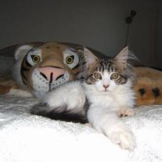 Maine Coon Tjalfe