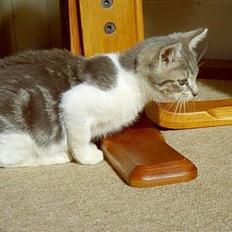 Blanding af racer Tot