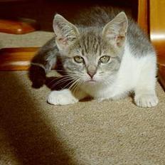 Blanding af racer Tot