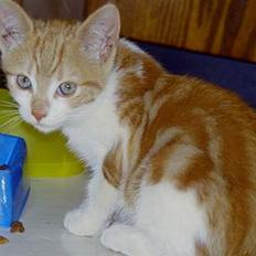 Blanding af racer Tot