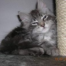 Blanding af racer -=CHILLI=-