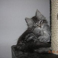 Blanding af racer -=CHILLI=-