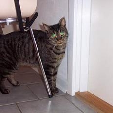 Huskat ~¤~ Viktor ~¤~